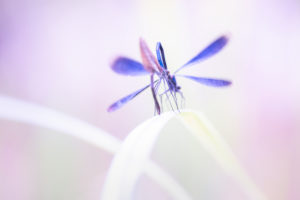 Summer in Bavaria. Impressions from the foothills of the Alps: magnificent dragonflies mate by a stream Summer in Bavaria. Impressions from the foothills of the Alps: magnificent dragonflies mate by a stream